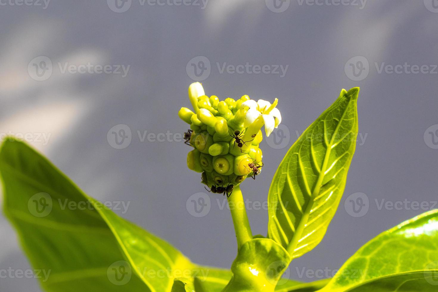 noni fruit morinda citrifolia met bloemen populair bij mieren mexico. foto