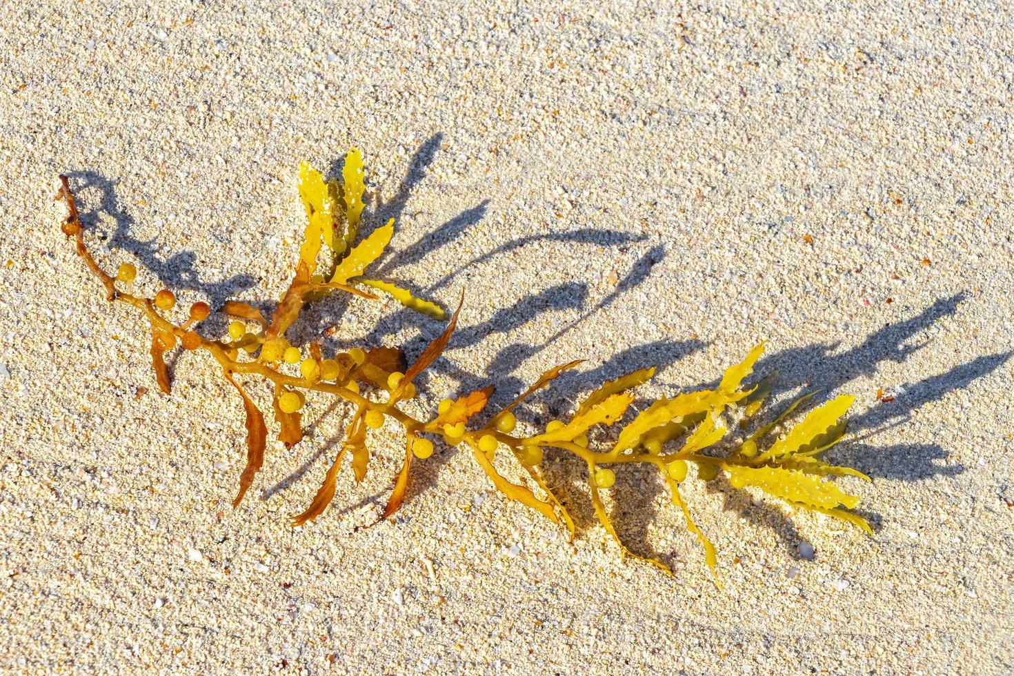 vers zeewier sargazo strand punta esmeralda playa del carmen mexico. foto