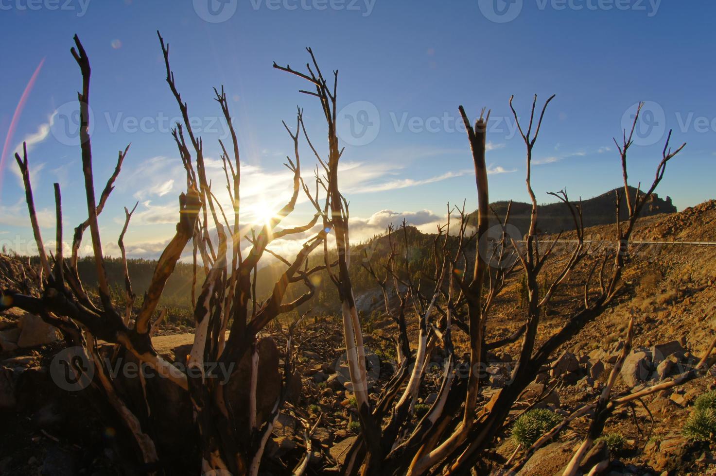 landschap in de zomer foto