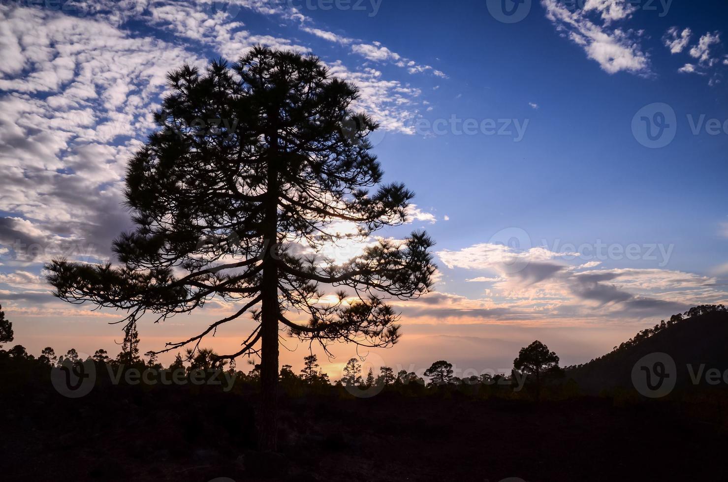 visie van bomen foto