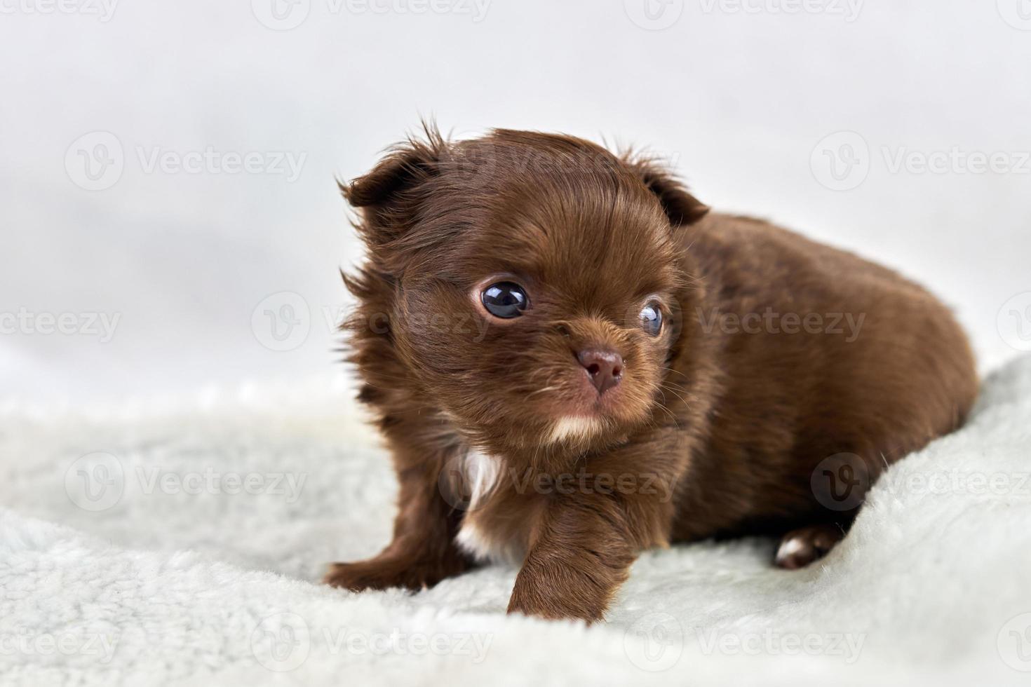 weinig chihuahua puppy Aan zacht wit stof, schattig bruin hond ras met ogen Aan wit 18872793