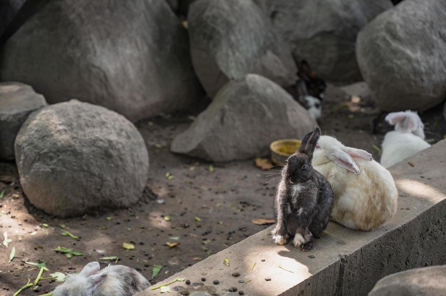 dichtbij omhoog schattig konijn in wat pra putthabat phu kwai ngoen Bij Chiang khan wijk loei thailand.chiang khan konijn tempel of wat pra putthabat phu kwai ngoen foto