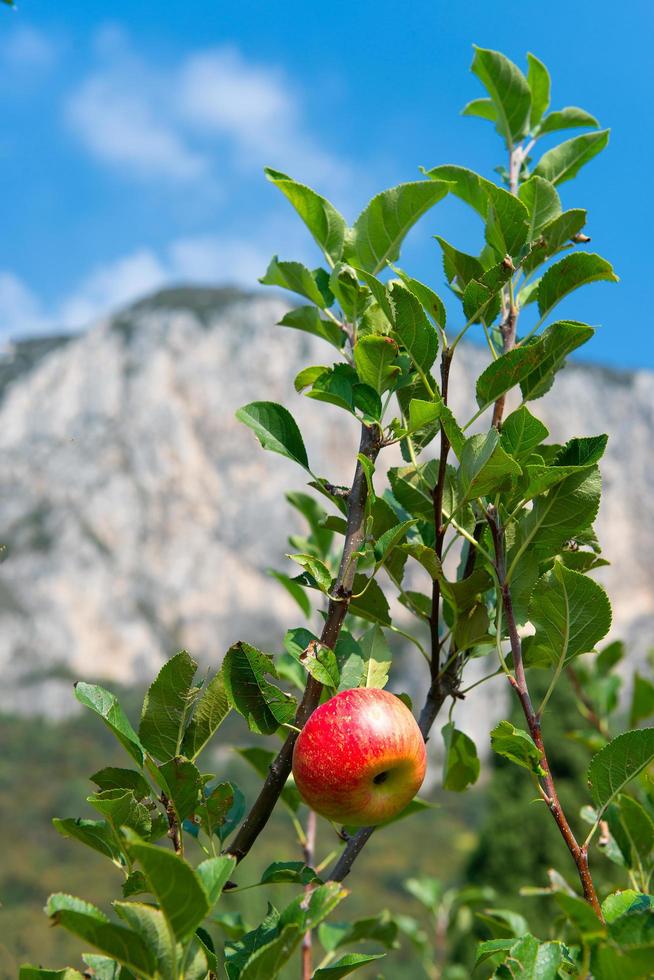 appel Aan een fabriek gegroeid in de Italiaans bergen foto