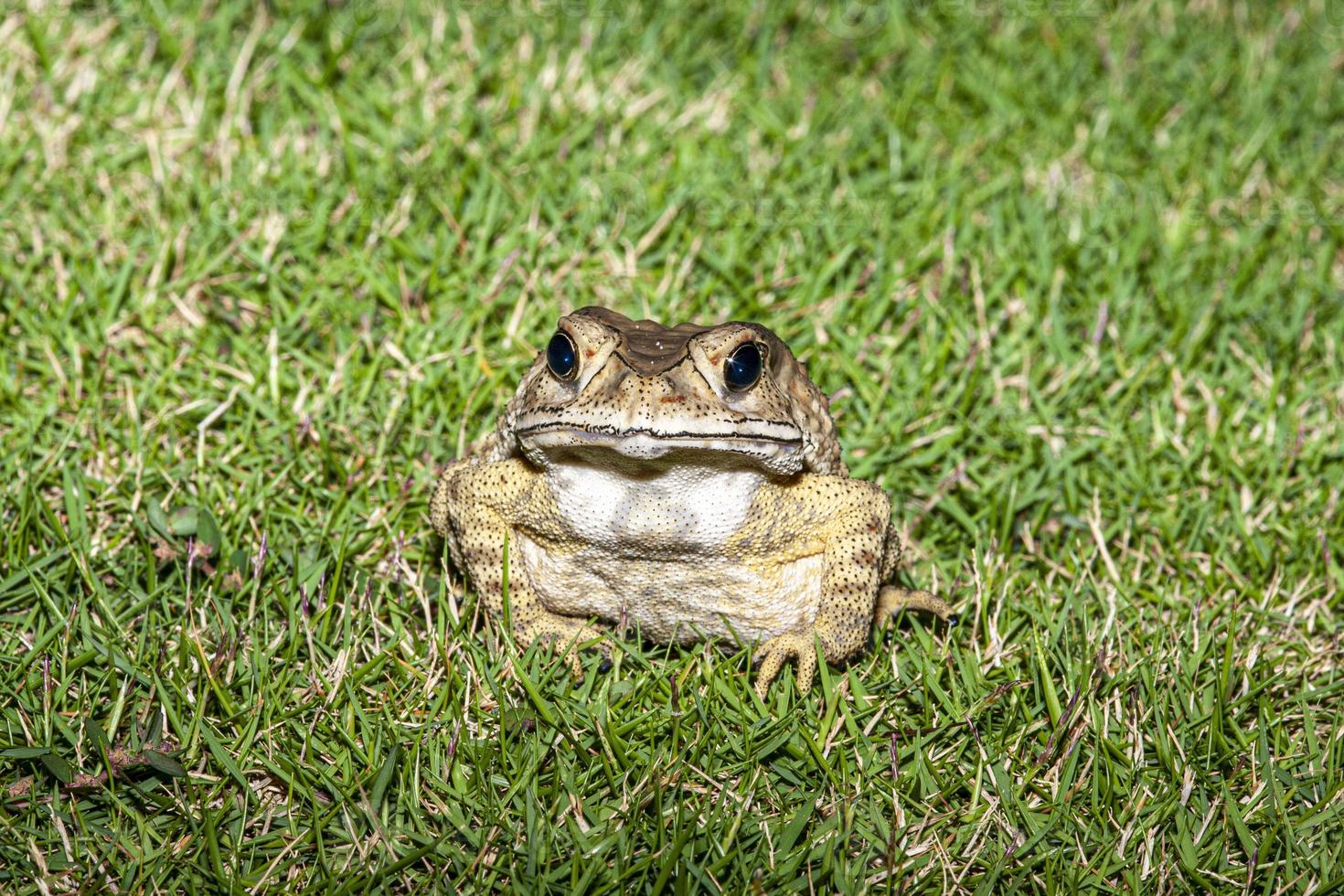 afbeelding van kikker zittend in gras op zoek direct in camera foto