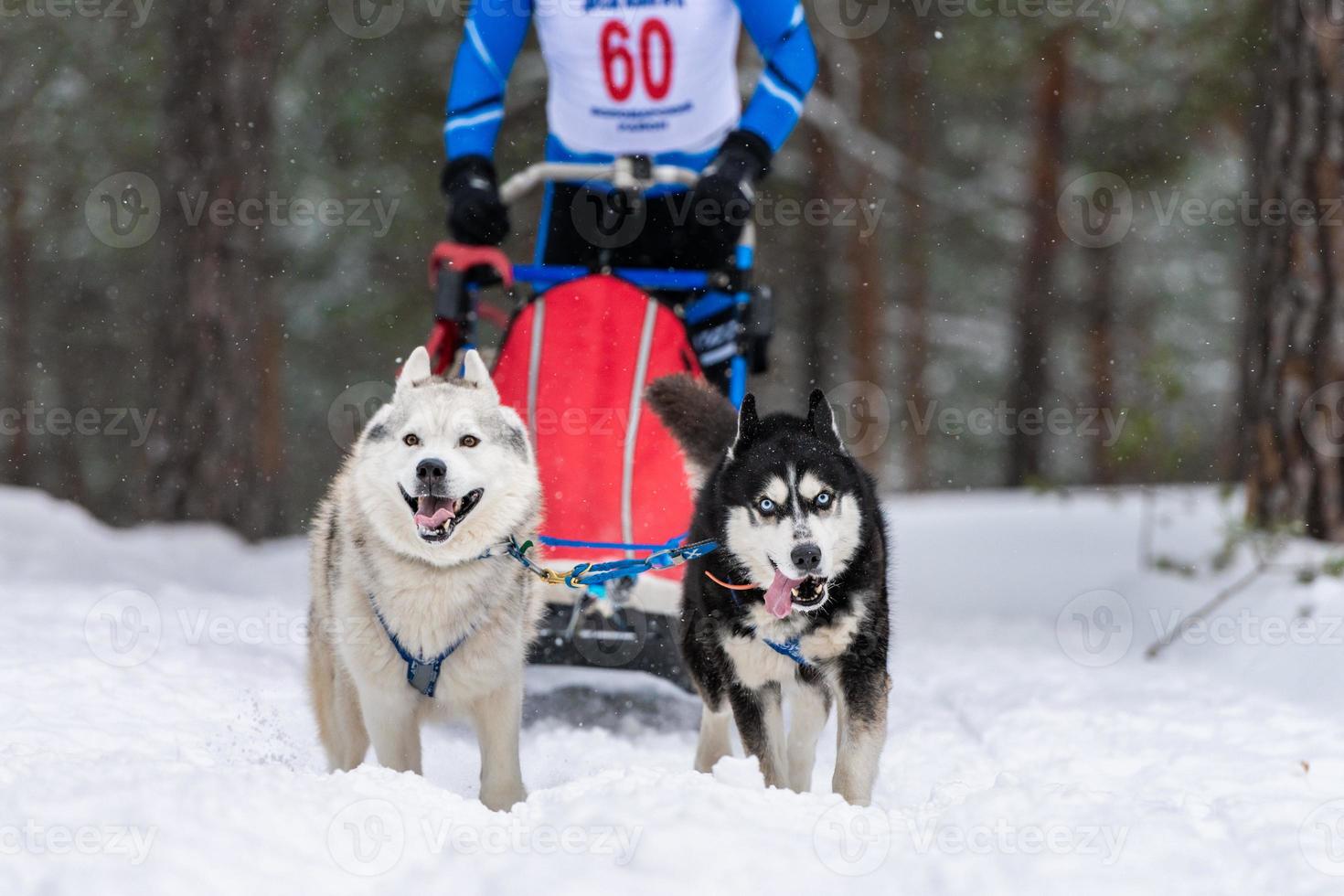 husky sledehonden team in harnas rennen en trekken hondenchauffeur. sledehondenraces. wintersport kampioenschap competitie. foto