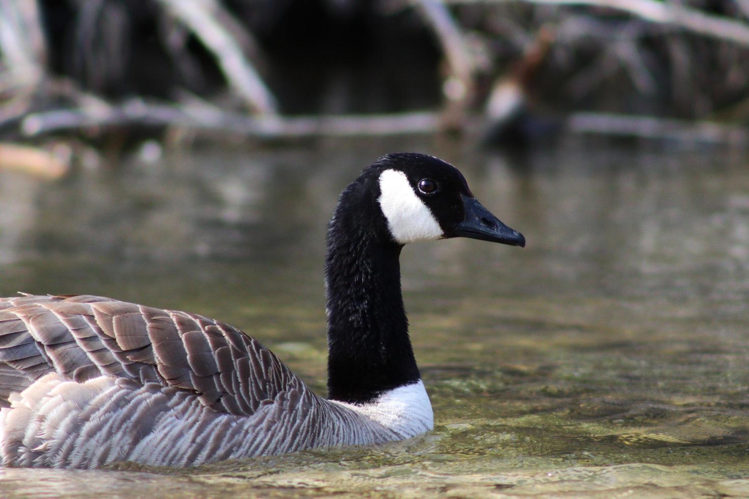 gans zwemmen in water foto