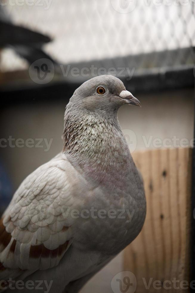 dichtbij omhoog hoofd van melig kleur homing duif foto