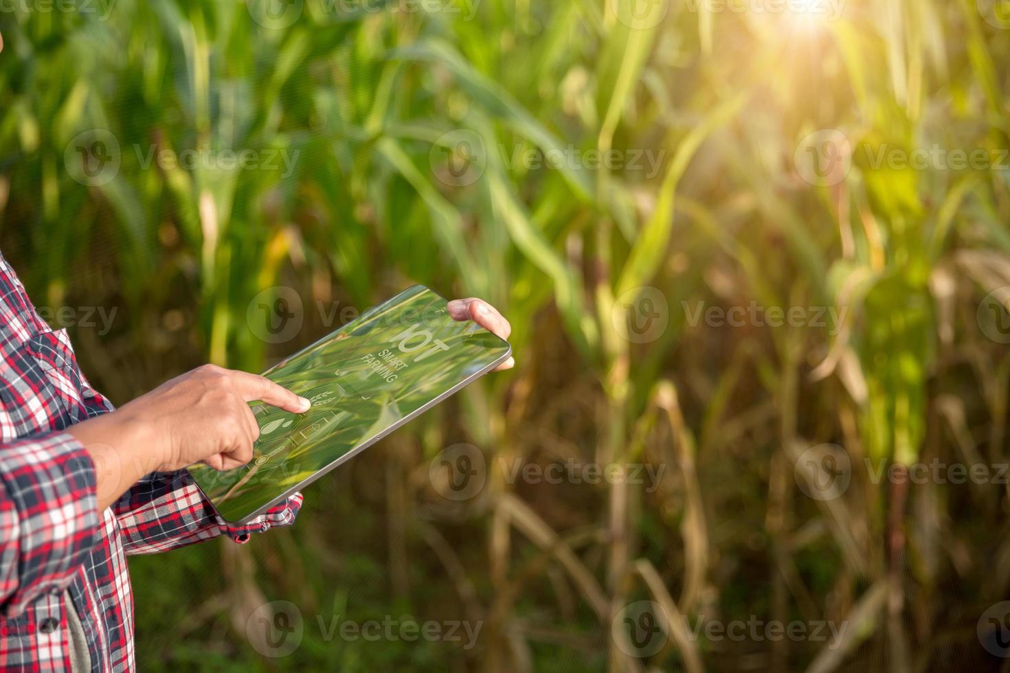 boer in maïs veld- gebruik makend van digitaal tablet voor slim landbouw. innovatie technologie voor slim boerderij systeem, landbouw beheer. concept van slim landbouw modern agrarisch bedrijf. foto