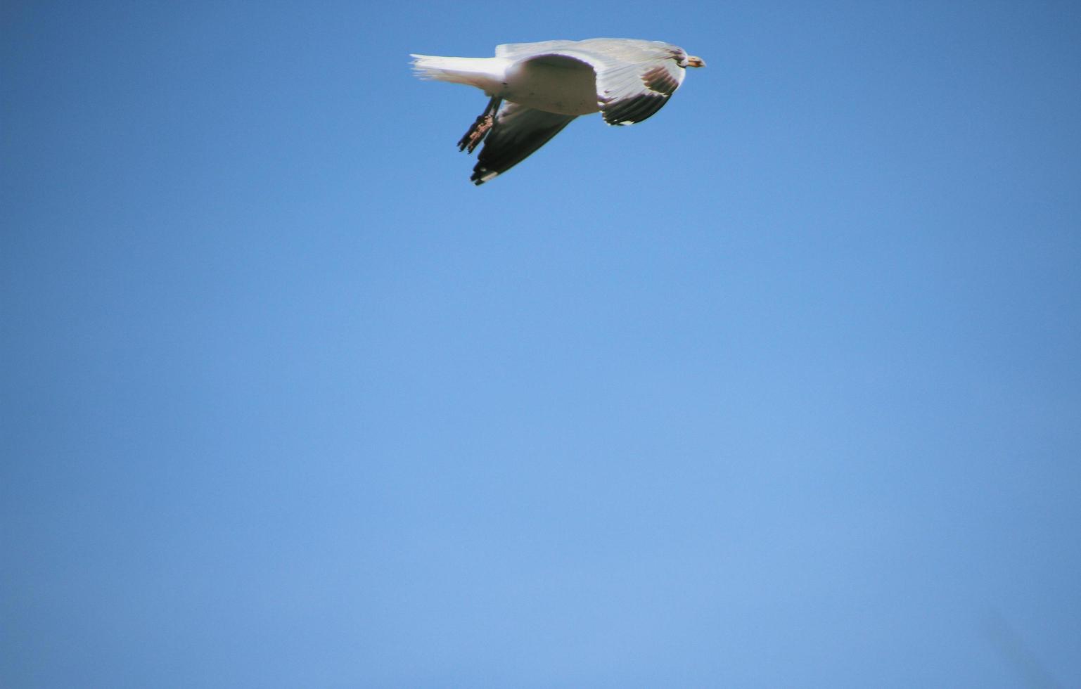 een visie van een zeemeeuw in vlucht foto