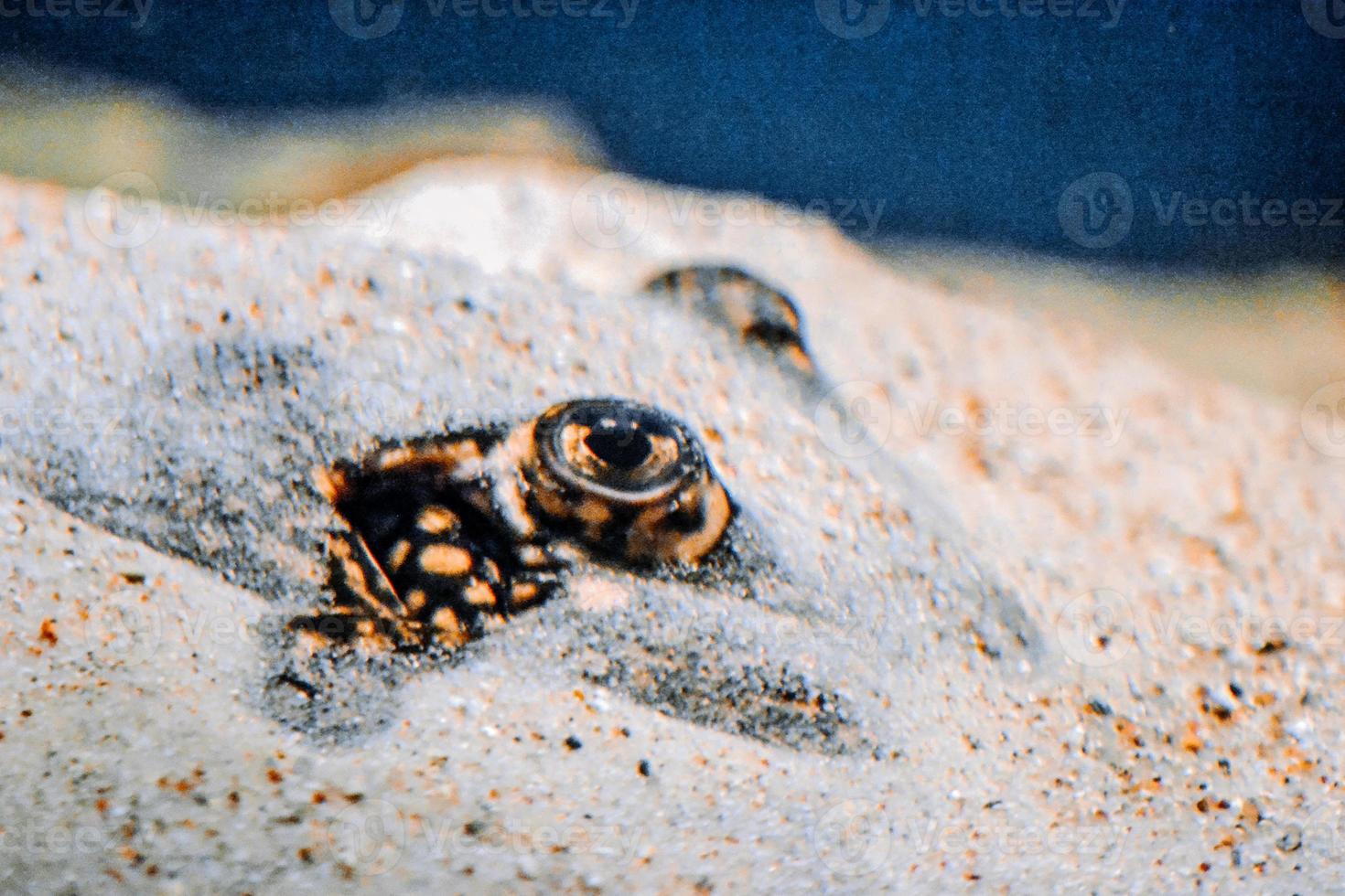 ocellaat rivier- pijlstaartrog, potamotrygon motor vis verborgen onder zand foto