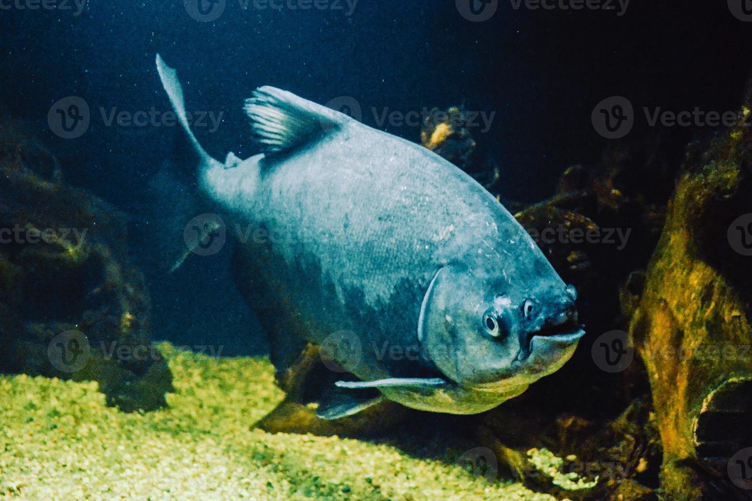 grijs piranha - serrasalmidae vis zwemmen foto