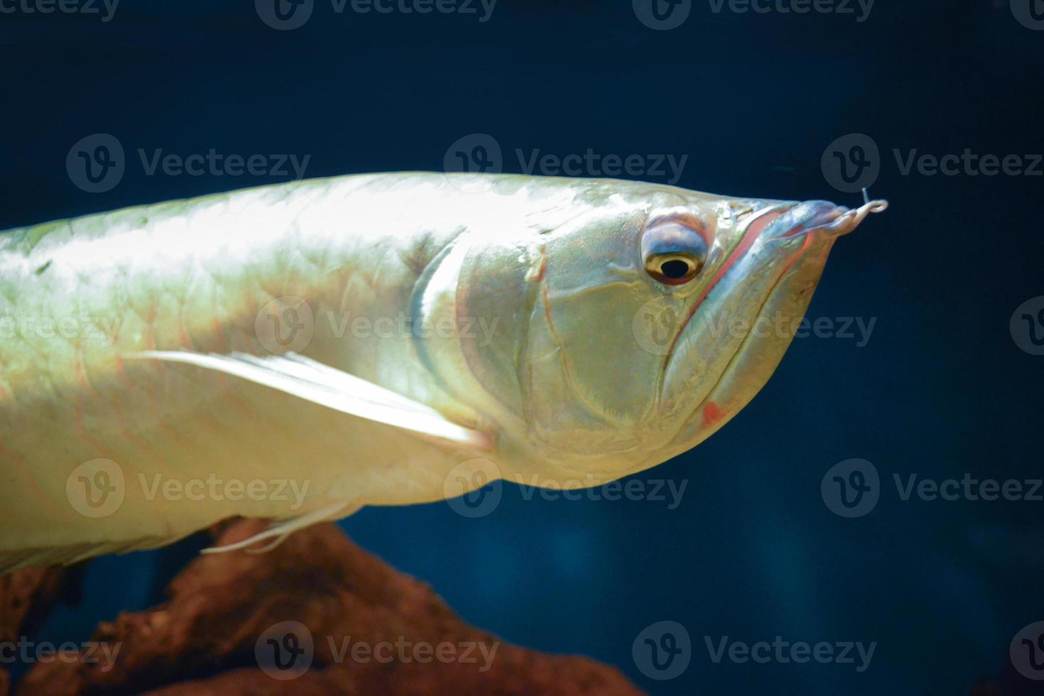 arowana vis - detailopname Aan gezicht foto