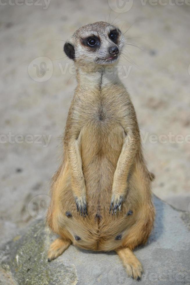meerkat zittend Aan een grond foto