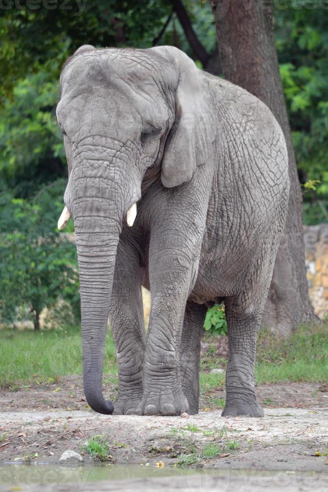 Afrikaanse olifant - verticaal fotograaf foto