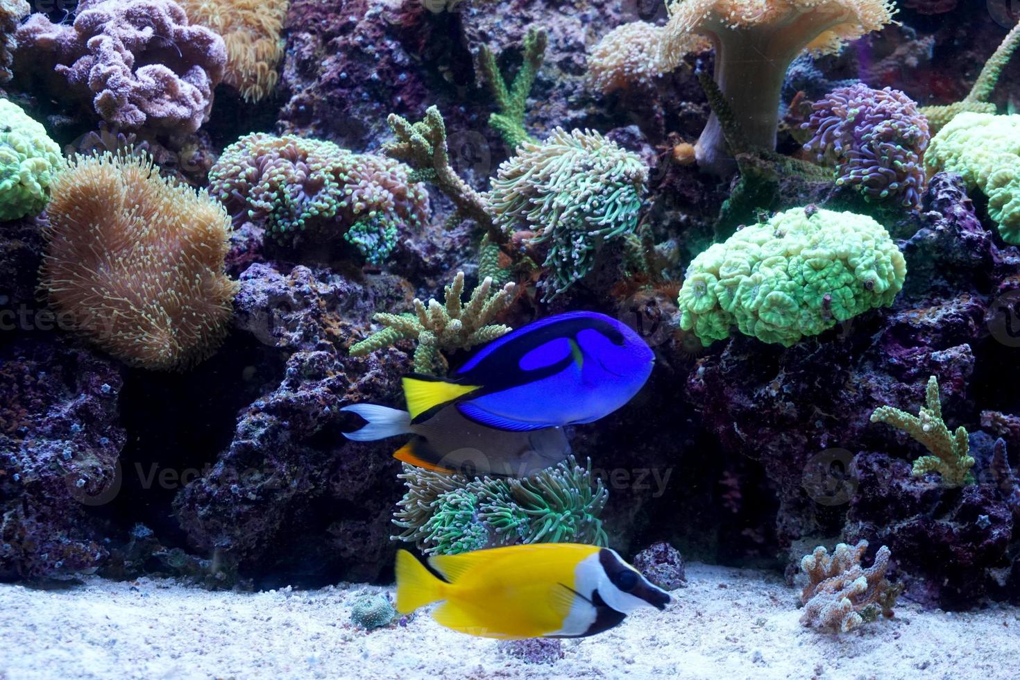 nijlpaard geurtje en vossenkop konijnenvis zwemmen in aquarium met koraal rif foto