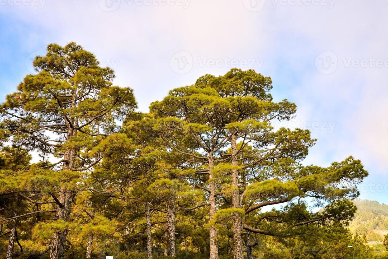 natuur visie met bomen foto