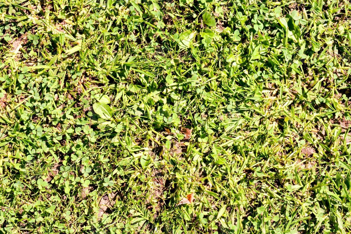 groen gras detailopname structuur foto