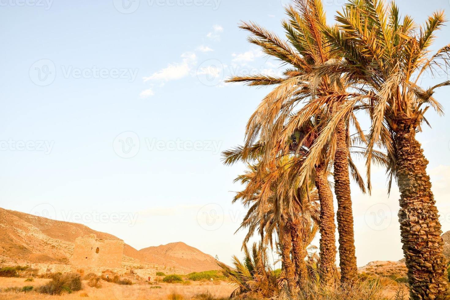 visie met palm bomen foto