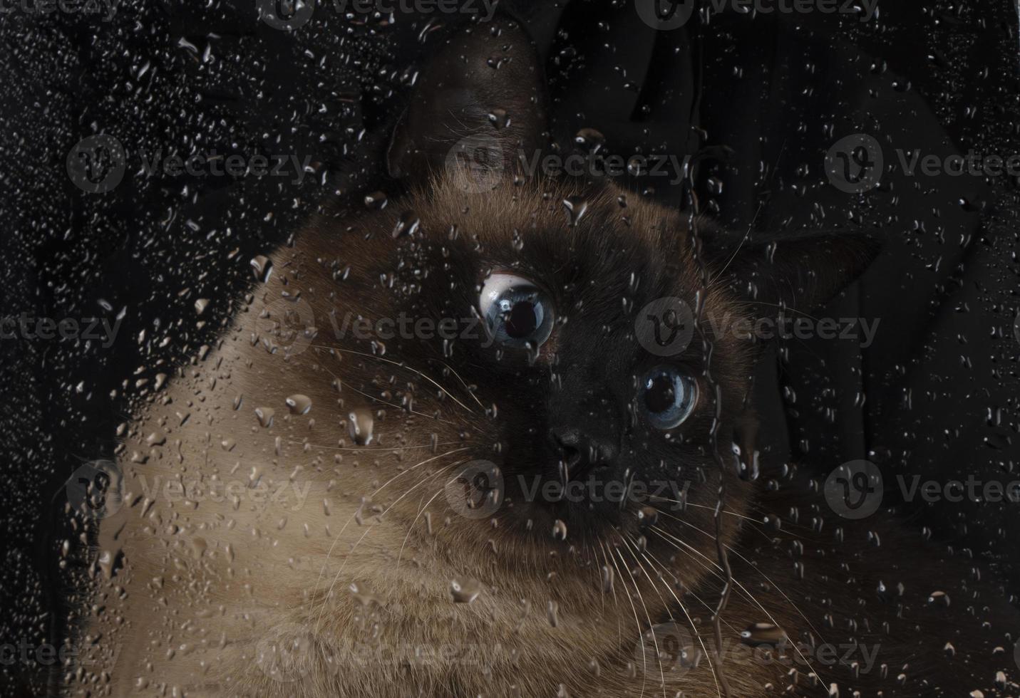 een mooi Siamees blauwe ogen kat looks Bij druppels van water vloeiende van de glas. foto