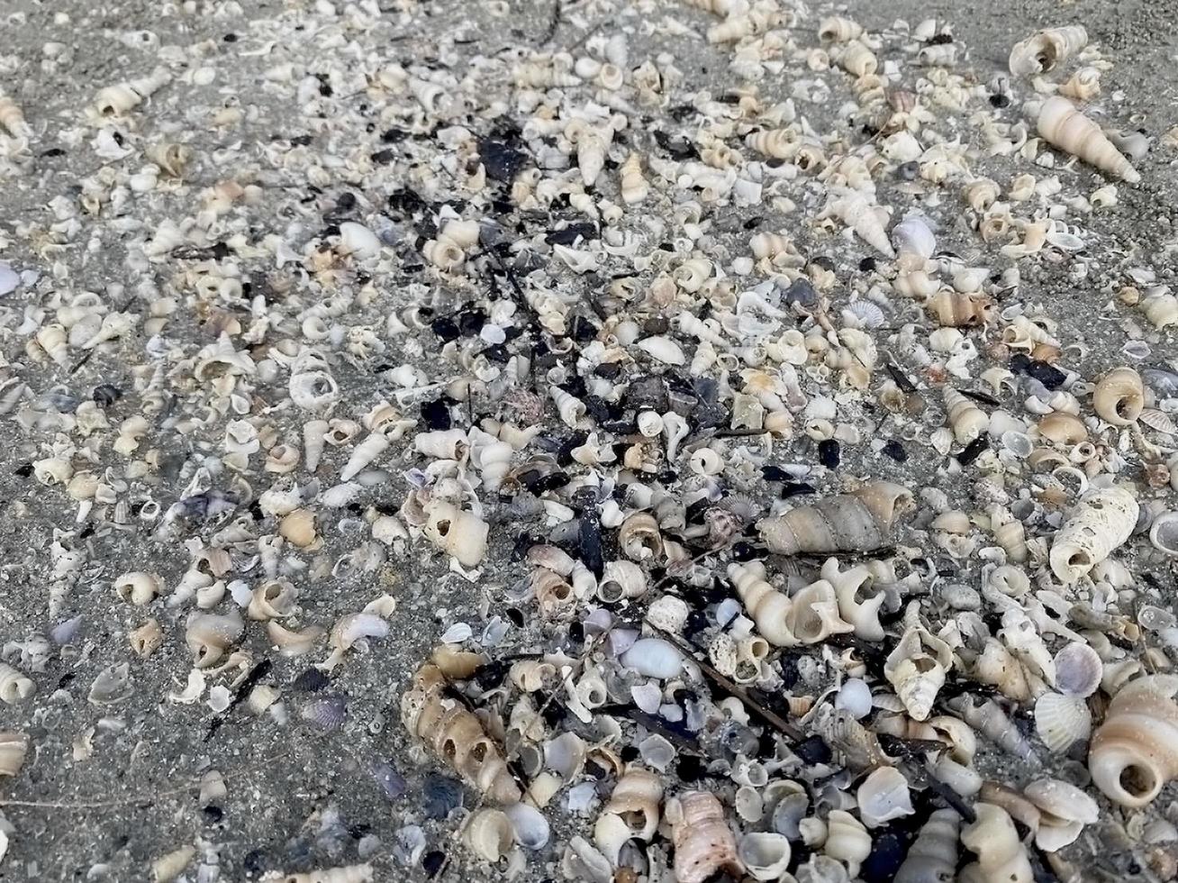 lief schelpen zijn bezaaid aan de overkant de strand. foto