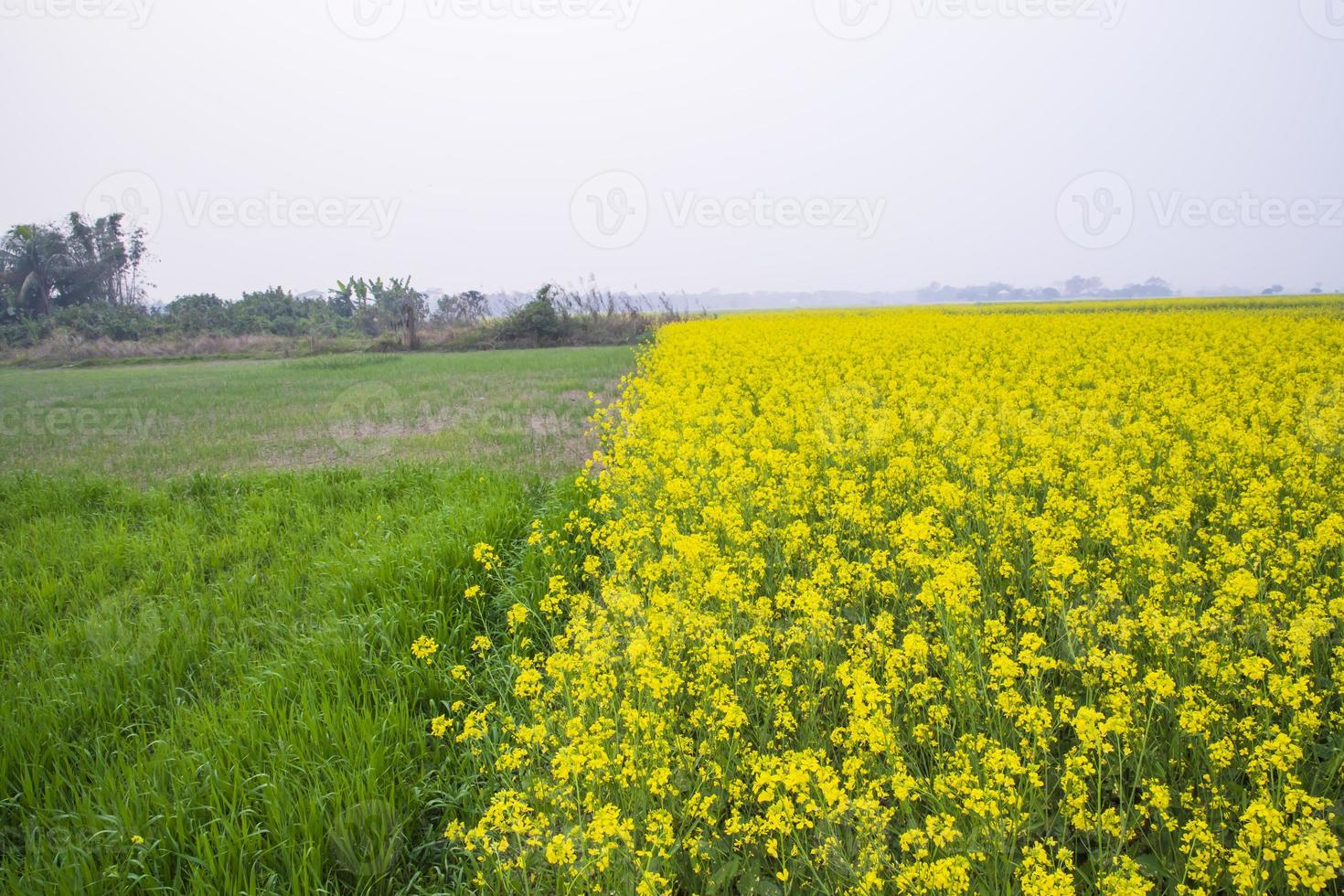 mooi bloemen landschap visie van koolzaad bloesems in een veld- in de platteland van Bangladesh foto