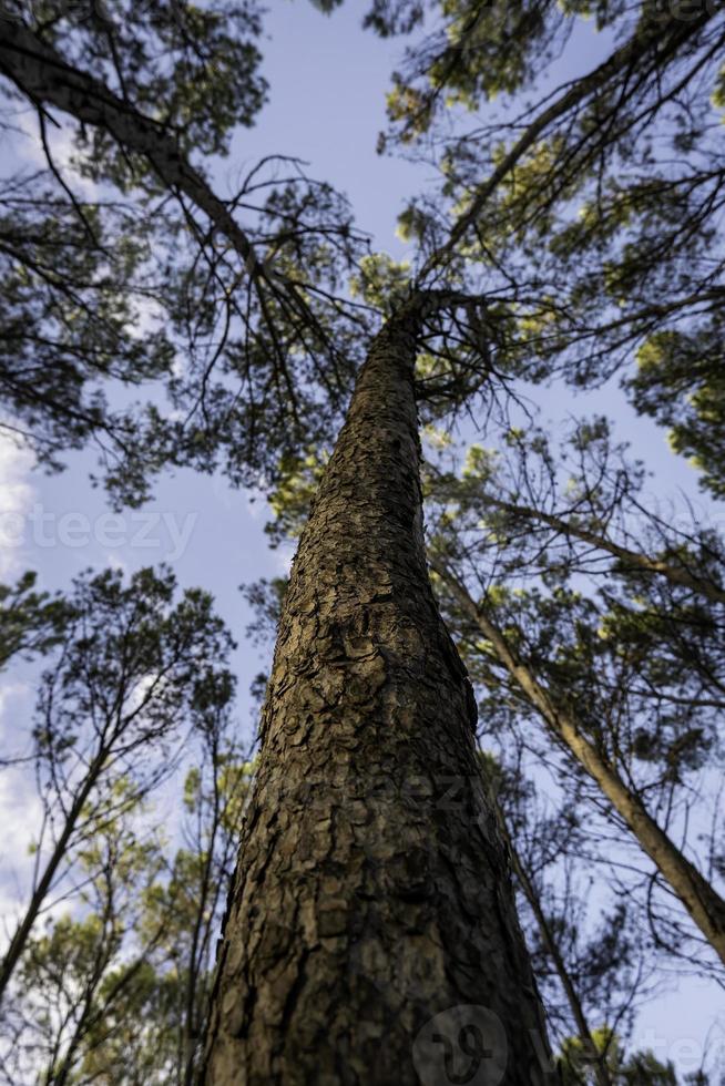 boom perspectief in natuur foto