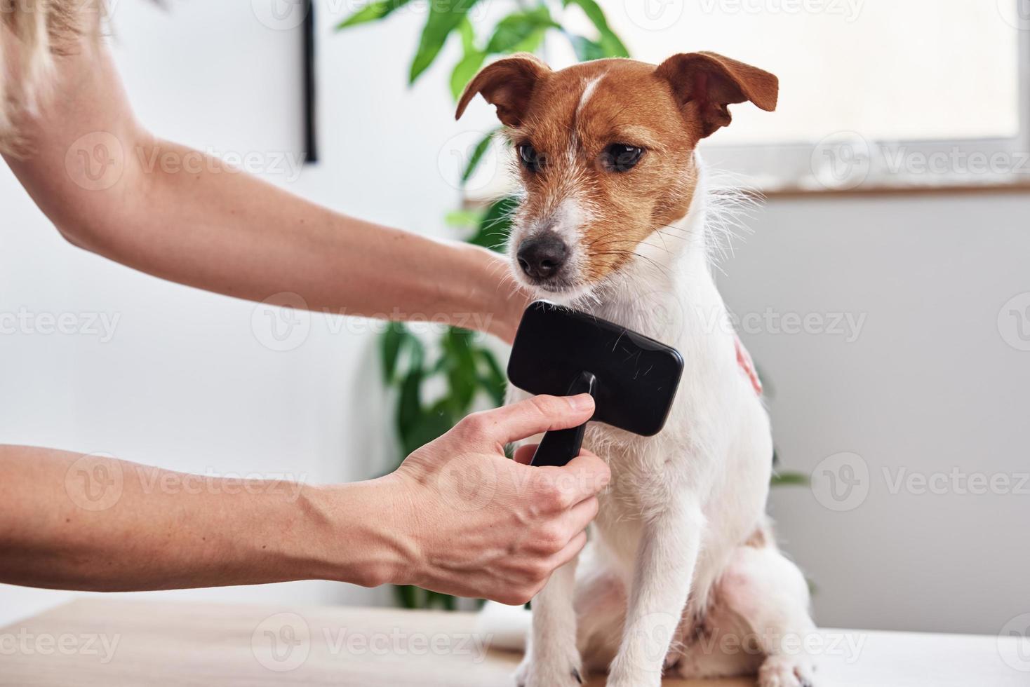 vrouw poetsen hond. eigenaar kammen jack Russell terriër. huisdier zorg foto