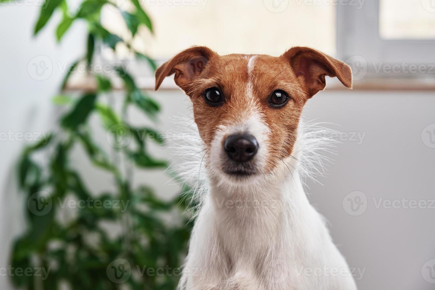 hond portret Bij huis. jack Russell terriër op zoek Bij camera foto