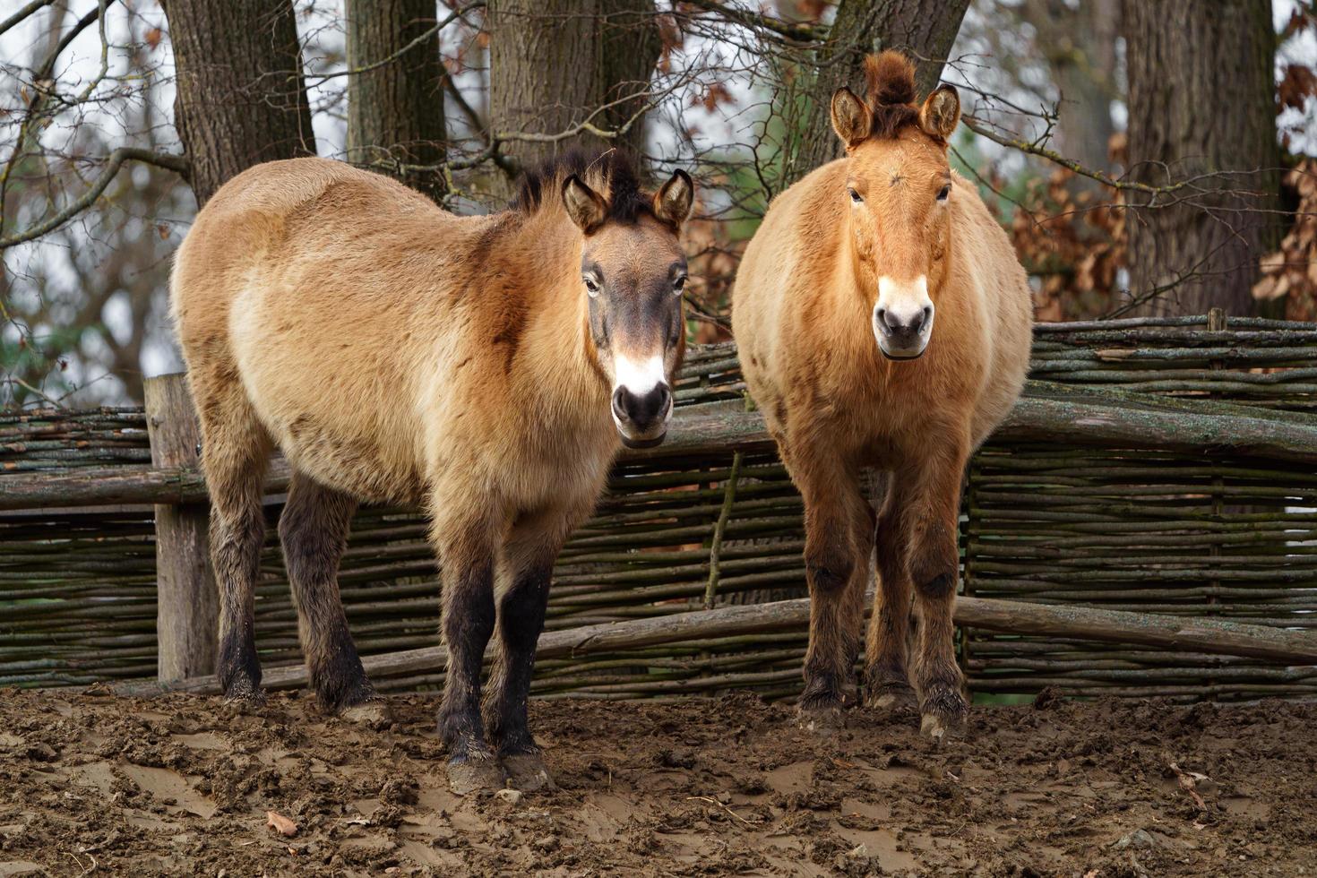 przewalski's paard in dierentuin foto