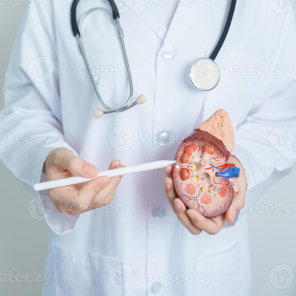 dokter Holding anatomisch nier bijnier klier model. ziekte van urine- systeem en stenen, kanker, wereld nier dag, chronisch nier, urologie, nefritis, nier- en transplantatie concept foto