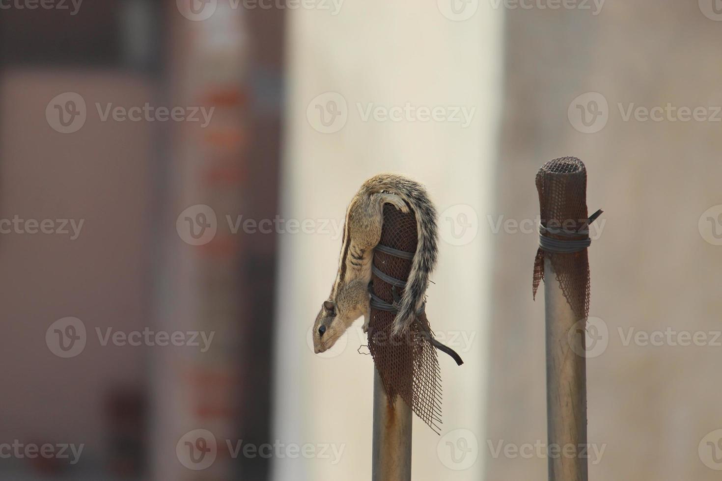 detailopname schot van een Indisch palm eekhoorn Aan een post foto