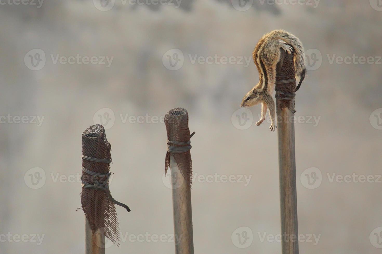 detailopname schot van een Indisch palm eekhoorn Aan een post foto