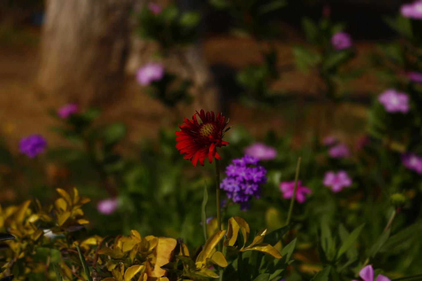 helder kleurrijk bloemen in buitenshuis tuin in karachi Pakistan 2022 foto