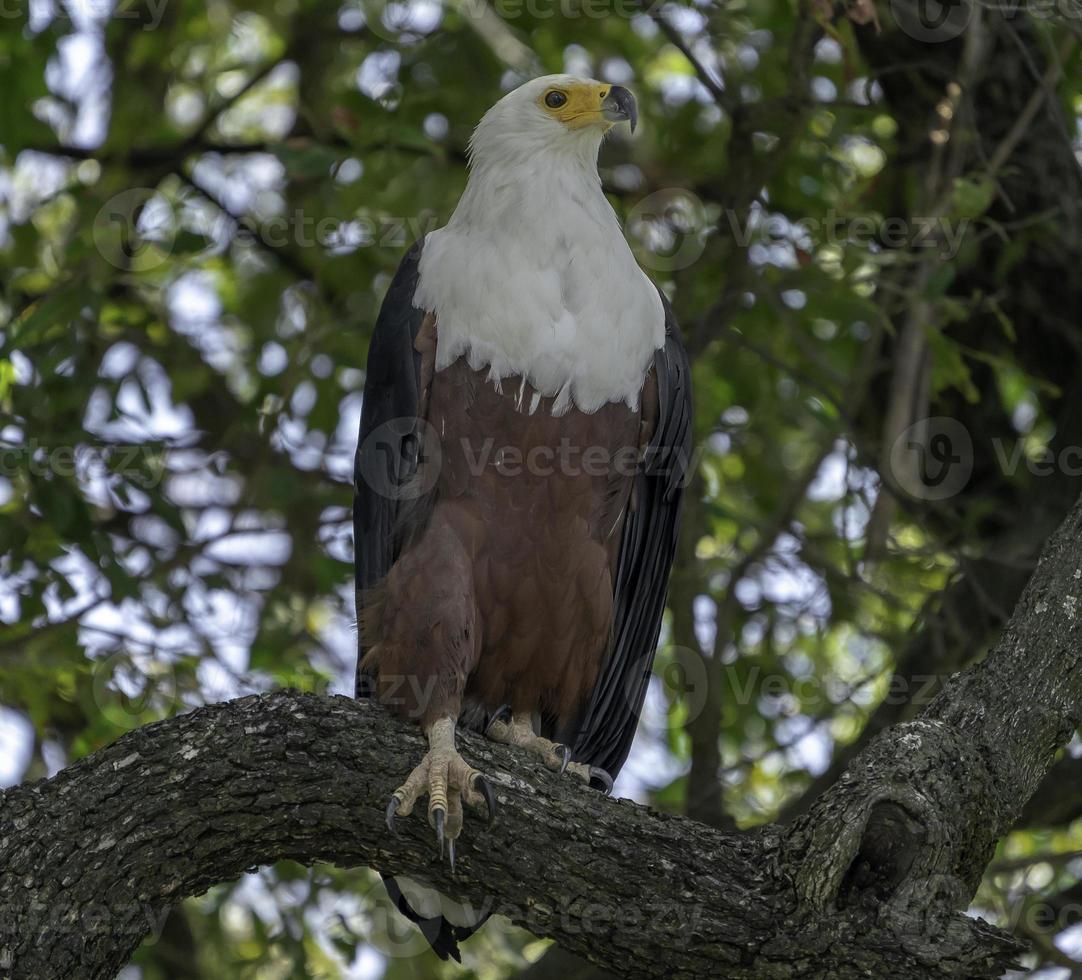 een neergestreken Afrikaanse vis adelaar in botswana foto