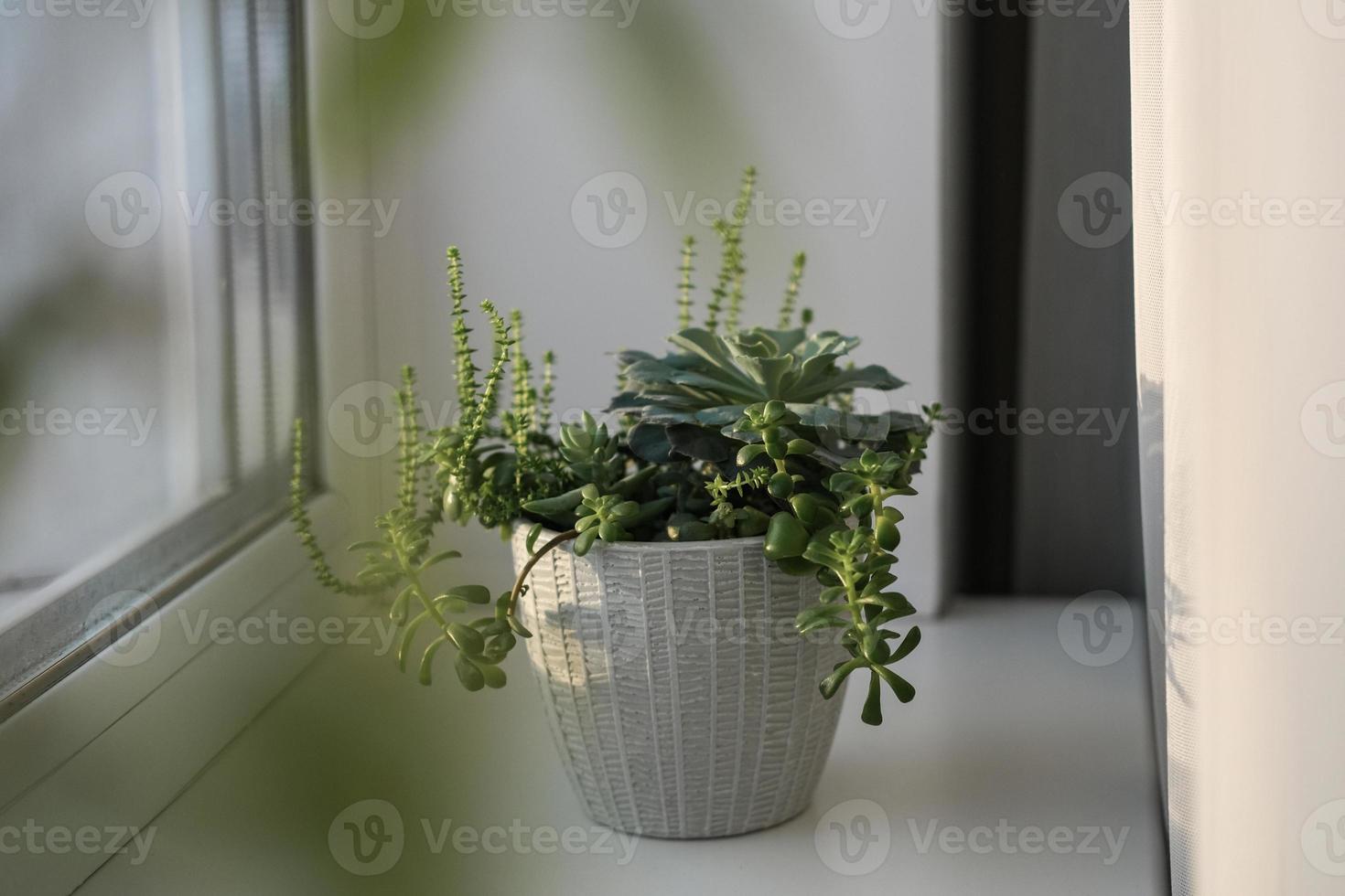mini-tuin van divers vetplanten in een keramisch pot Aan de vensterbank. mooi gemengd sappig regeling. foto