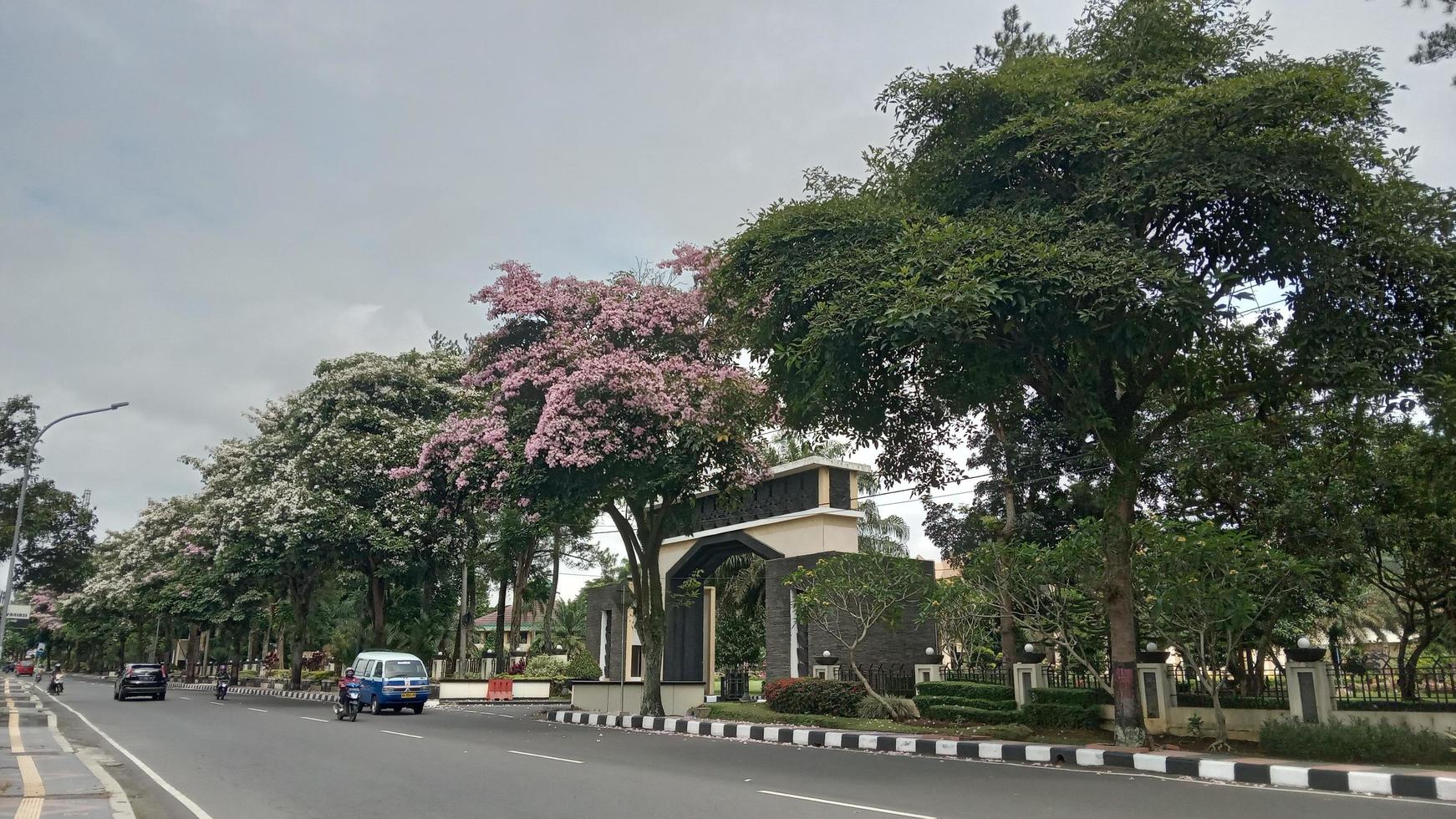 magelang stad Indonesië met tabebuya bloemen foto