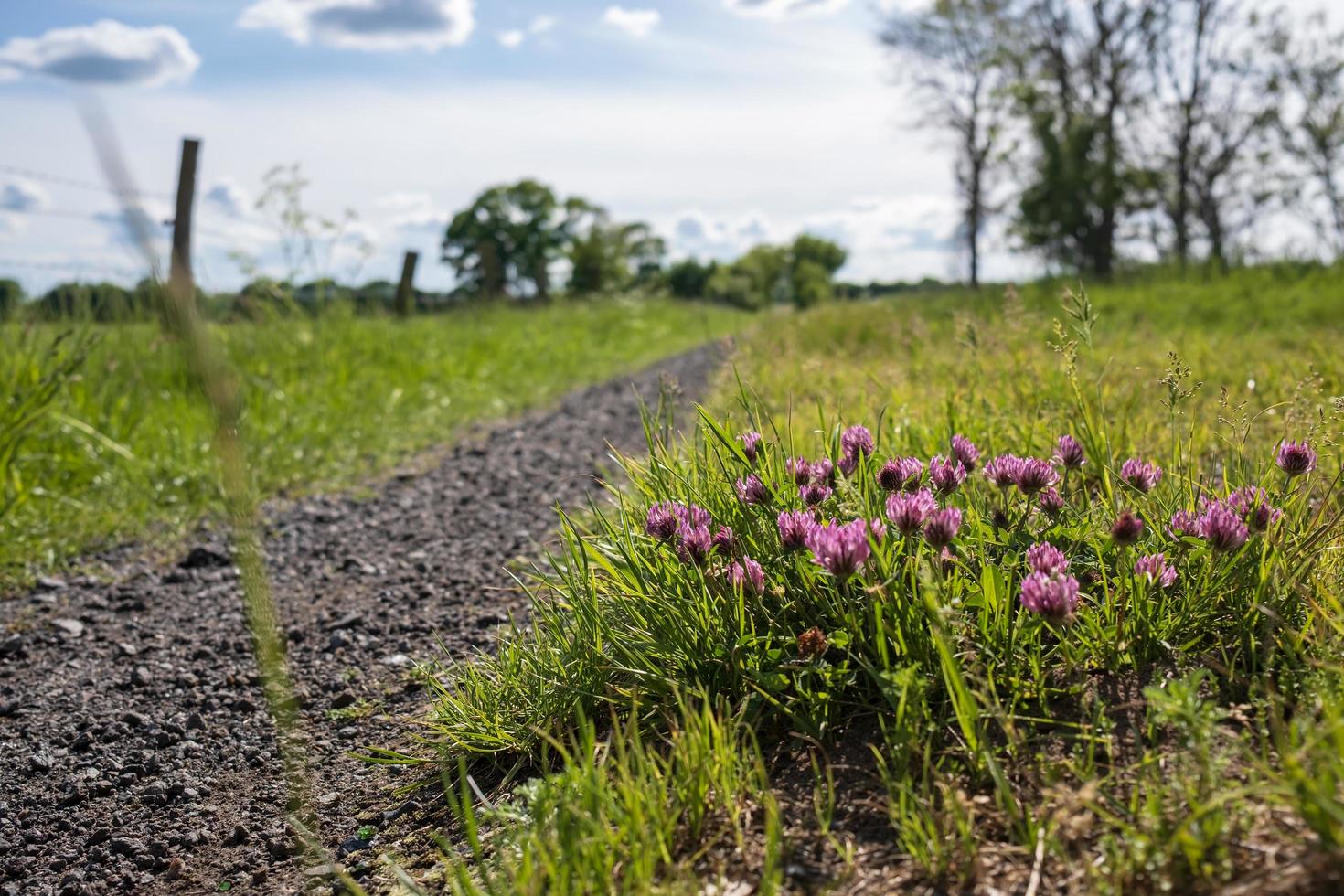 rood Klaver bloemen in een weide, in de platteland. foto