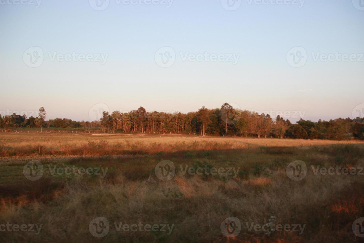 zonsopkomst gouden zonlicht over- de veld- achtergrond foto