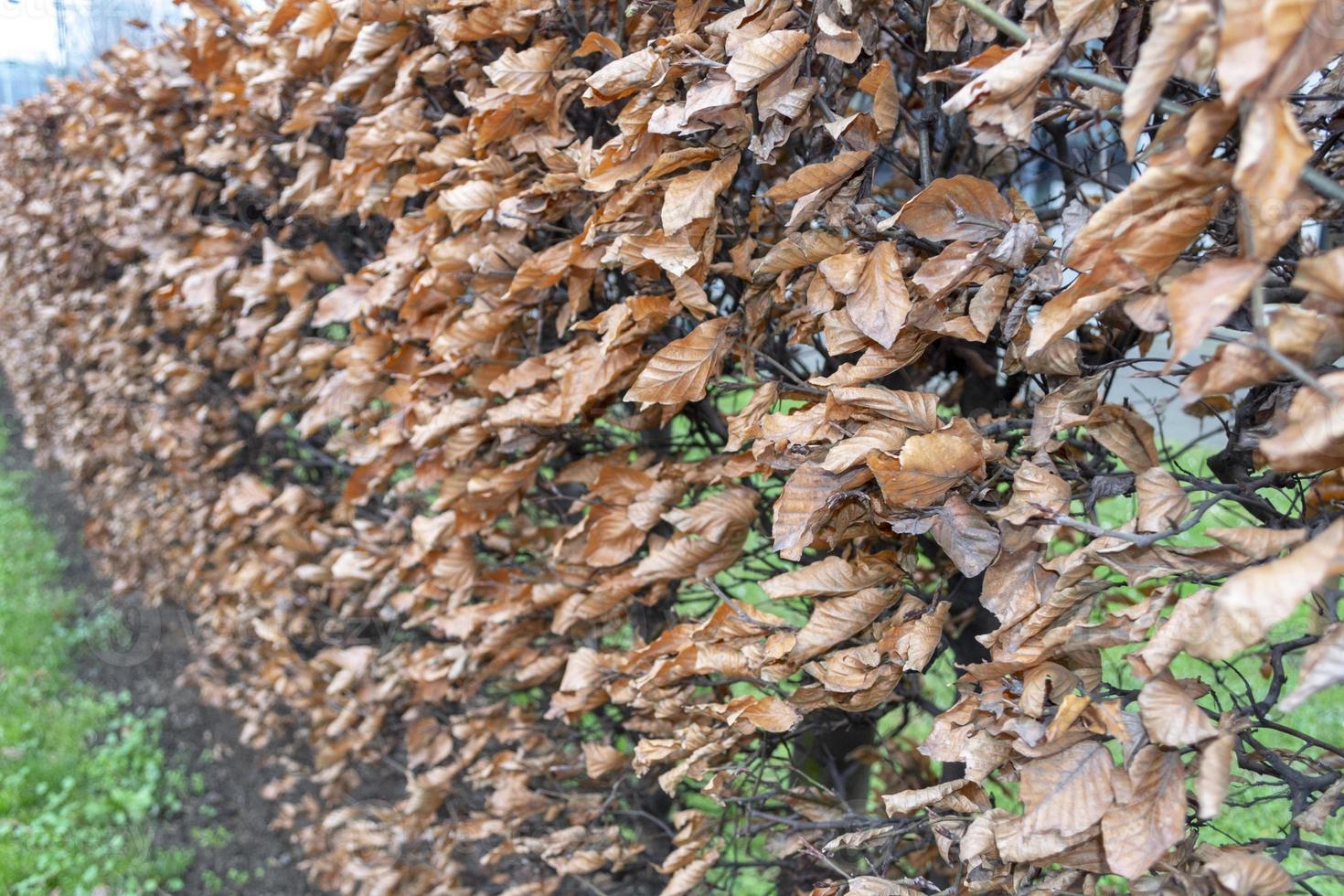 droog bruin bladeren natuur haag foto
