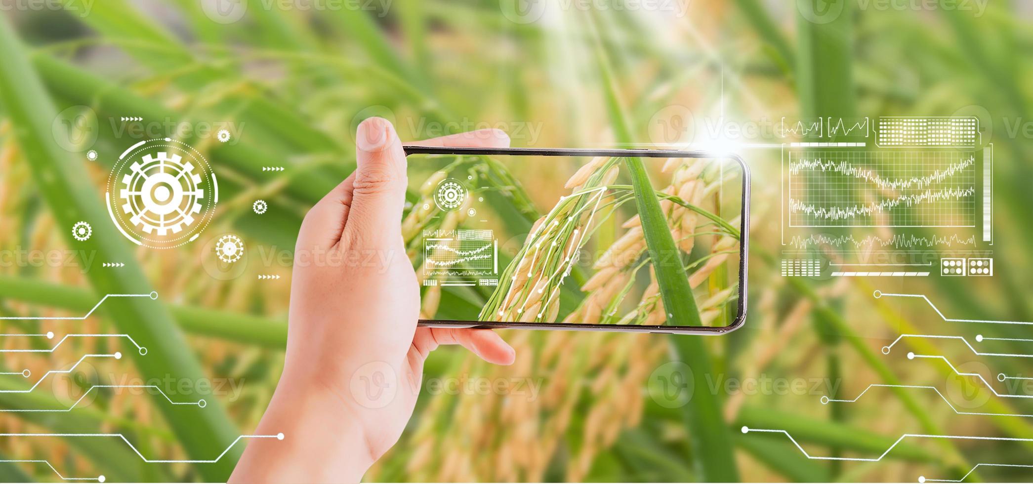 agrarisch rijstveld lijn groen technologie achtergrond foto