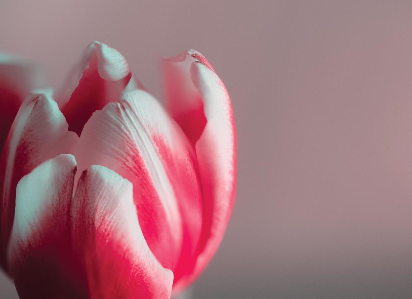 dichtbij omhoog van een roze en wit tulp bloem tegen een grijsachtig roze achtergrond foto