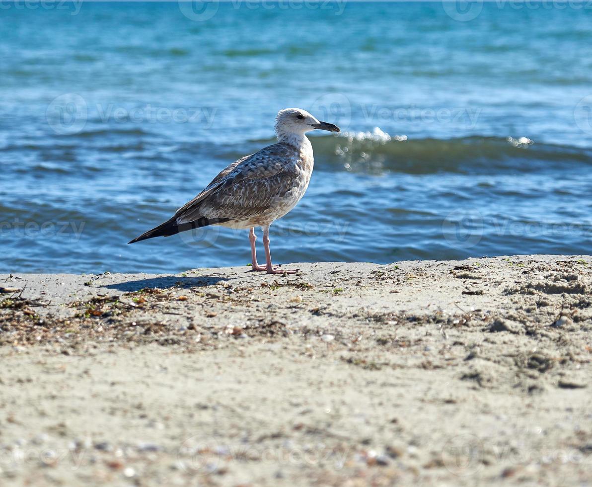 groot zeemeeuw Aan de zanderig kust van de zwart zee foto