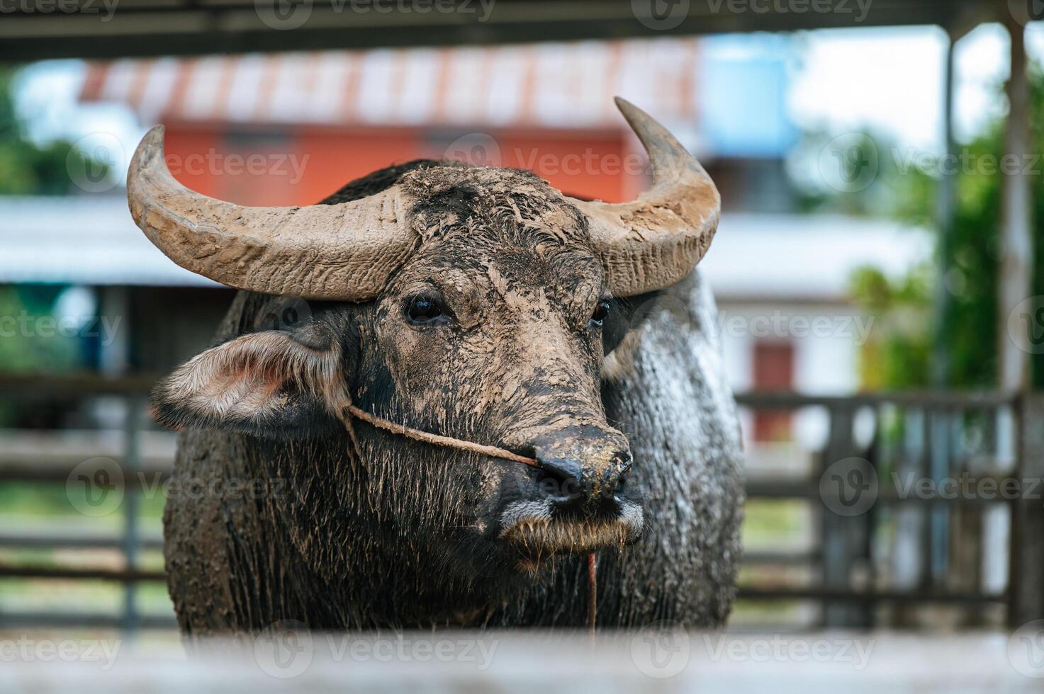dichtbij omhoog van buffel in boerderij. landbouw industrie, landbouw, mensen, technologie en dier veeteelt concept. foto