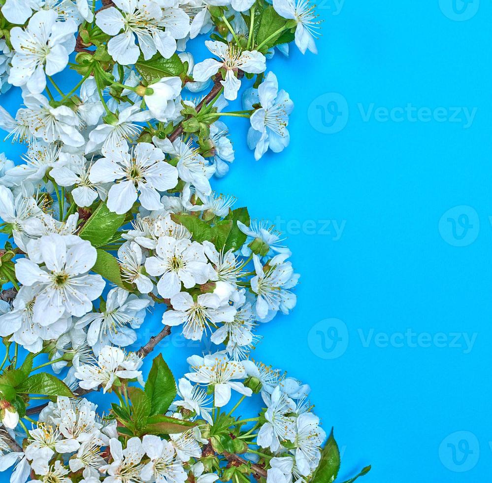 wit kers bloemen Aan een blauw achtergrond foto