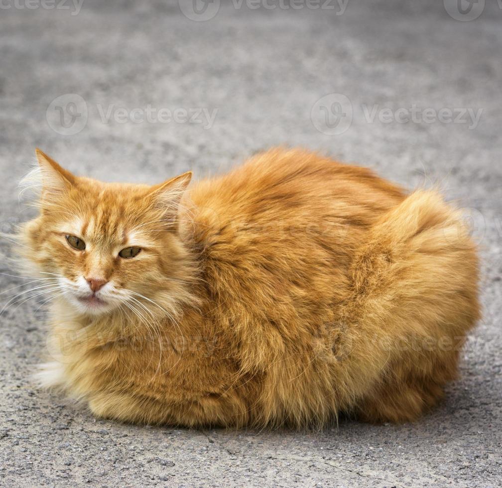 groot rood kat zittend Aan de asfalt foto