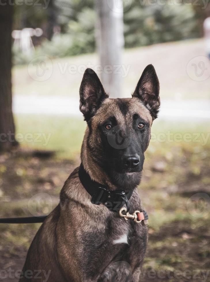 Belgische herder Mechelaar foto