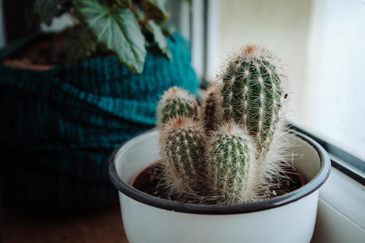 groene cactusplant en ronde witte plantpot foto