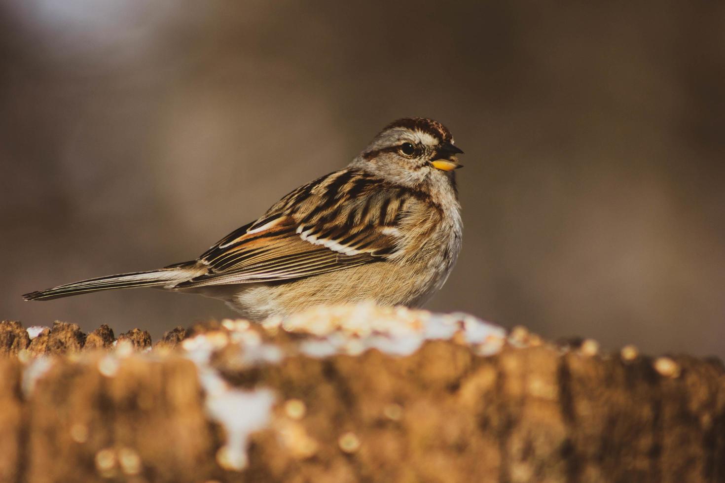 grijze en bruine vogel in selectieve focusfotografie foto