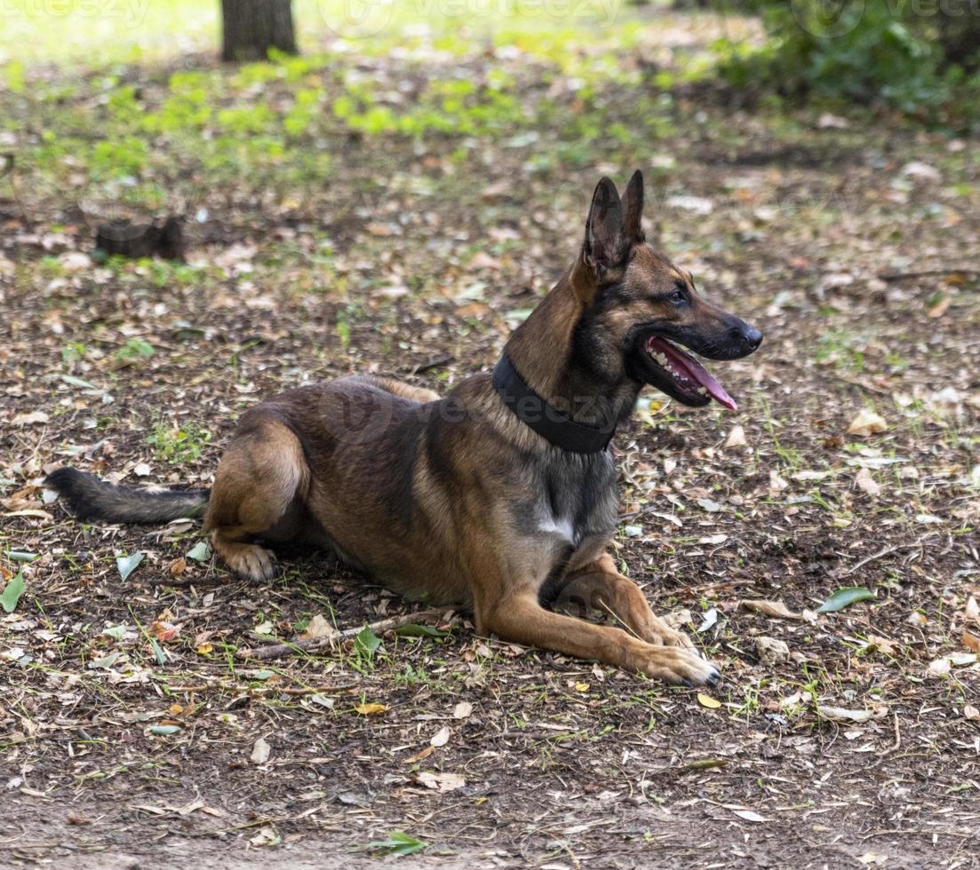 belgisch herder Mechelaar met Open mond zittend Aan de groen gras foto