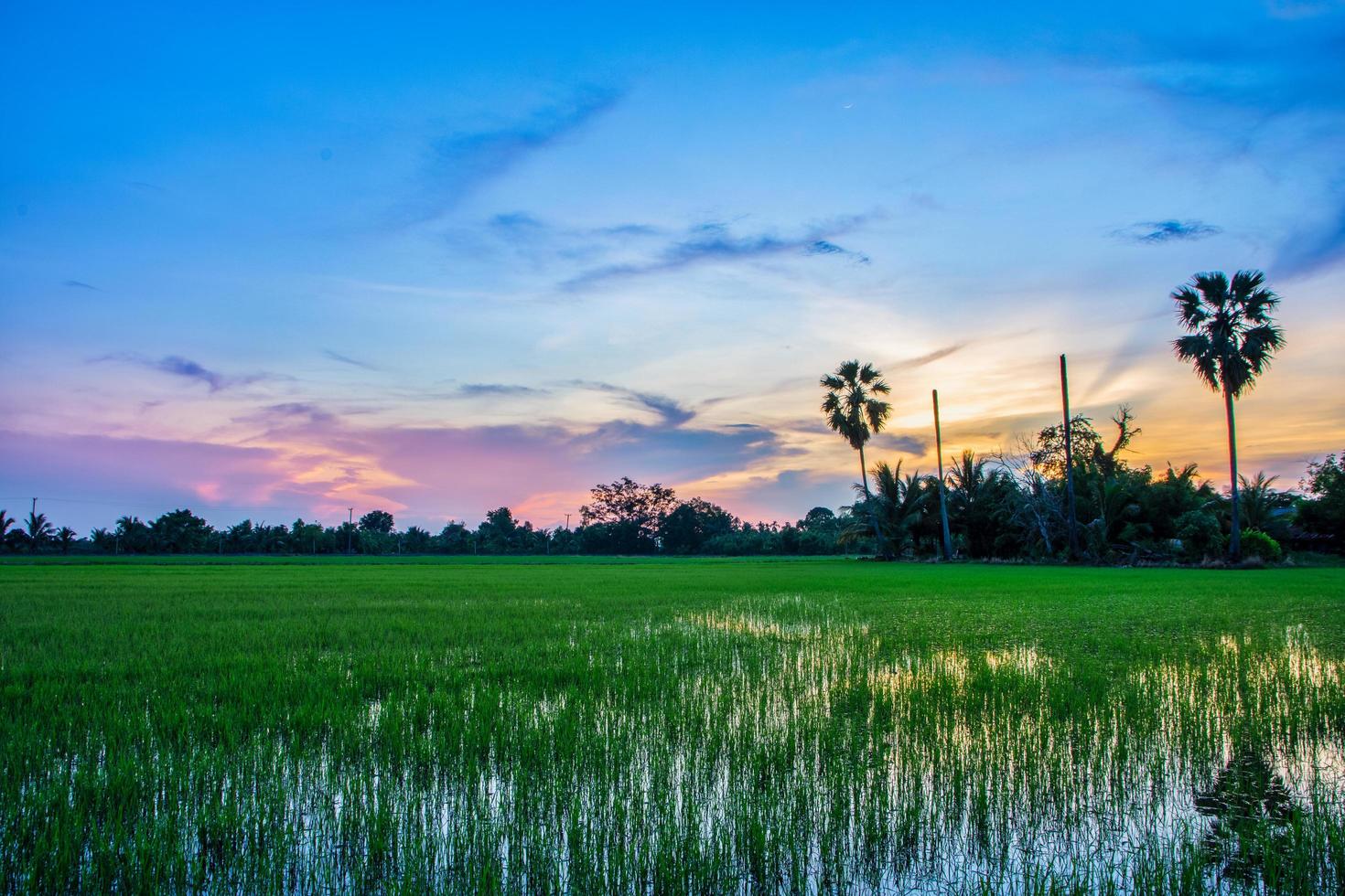 rijstveld bij zonsondergang foto
